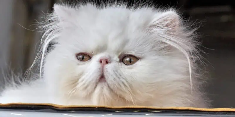lindo gatito mirando